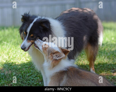 Zwei süße Hunde spielen. Ein erwachsener Tricolour und Zobel Welpen Shetland Sheepdogs (shelties) spielen zusammen, die in einem umzäunten Garten. Stockfoto