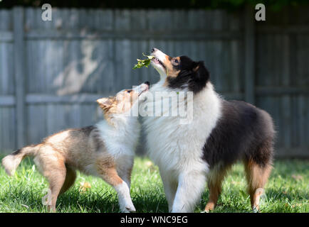 Zwei süße Hunde spielen. Ein erwachsener Tricolour und Zobel Welpen Shetland Sheepdogs (shelties) spielen zusammen, die in einem umzäunten Garten. Stockfoto