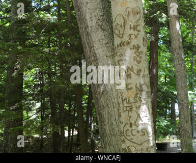 Ein Baum im Wald, die mit vielen Buchstaben und Namen geschnitzt wurde. Stockfoto