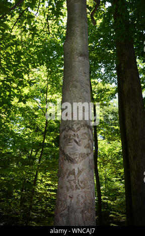 Ein Baum im Wald, die mit vielen Buchstaben und Namen geschnitzt wurde. Stockfoto