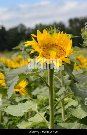 Vertikale Nahaufnahme Foto einer Sonnenblume Kopf. Stockfoto