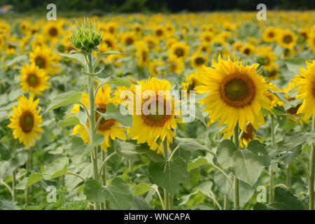 In der Nähe der horizontalen Foto von hellen Sonnenblumen auf einem Feld. Stockfoto