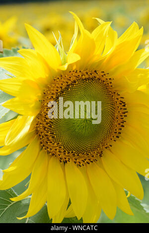 Vertikale Nahaufnahme Foto einer Sonnenblume Kopf. Stockfoto