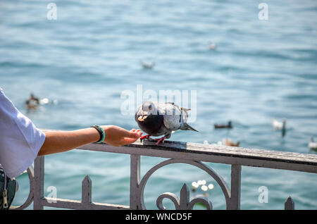 Frau Hand feeding Taube durch den See. Wasser im Hintergrund. Tauben füttern, Tiere. Vögel in der Stadt. Vögel füttern könnte in einigen Ländern illegal. Verbot, verboten. Stockfoto