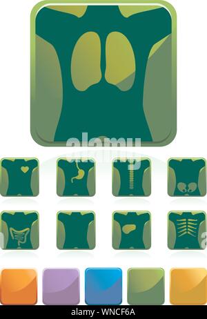 XRAY - grün Stock Vektor