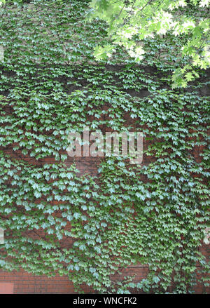 Foto von einer Mauer aus Stein bedeckt mit klammerte sich Ivy. Schönen Garten Feature aber kann zu Schäden führen. Stockfoto