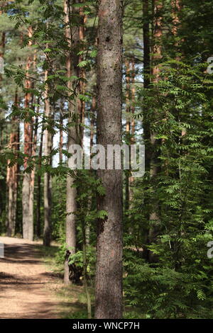 Im Schatten der Pinien Wald im Sommer an einem sonnigen Tag, vertikale Foto Stockfoto