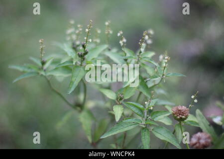 Tr Stockfoto