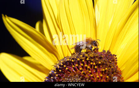 Berlin, Deutschland. 06 Sep, 2019. Eine Biene sitzt auf der Blüte einer Sonnenblume und sammelt Nektar. Quelle: Wolfgang Kumm/dpa/Alamy leben Nachrichten Stockfoto