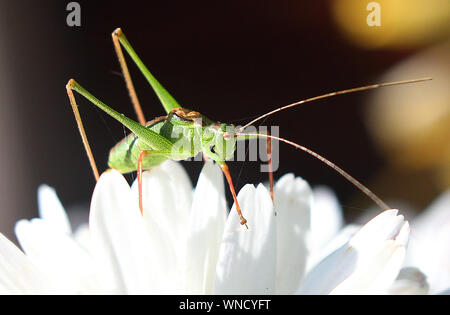 Berlin, Deutschland. 06 Sep, 2019. Eine Heuschrecke sitzt auf einer Blume. Quelle: Wolfgang Kumm/dpa/Alamy leben Nachrichten Stockfoto