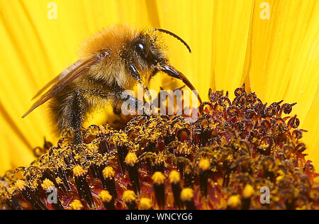 Berlin, Deutschland. 06 Sep, 2019. Eine Biene sitzt auf der Blüte einer Sonnenblume und sammelt Nektar. Quelle: Wolfgang Kumm/dpa/Alamy leben Nachrichten Stockfoto