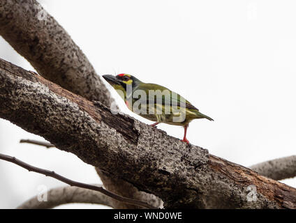 Closeup Kupferschmied Barbet Vogel auf Zweig isoliert auf Hintergrund Stockfoto