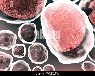 Cholesterin, Zelle, Fettzellen, Feld von Fettzellen, hochwertige 3D-Render von Fettzellen, Cholesterin in den Zellen Stockfoto