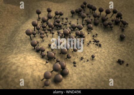 Pilz auf die Oberfläche des Leders, Landschaft von microworld, Kolonie von Pilzen Stockfoto
