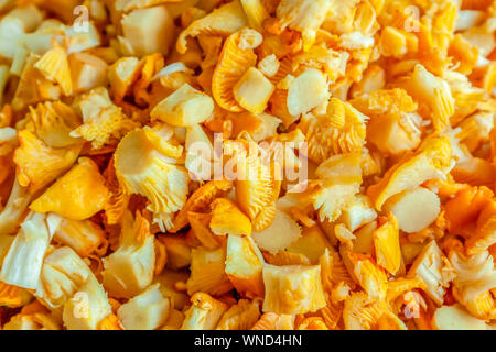 Girolle Pilz mit gelben Farben. Cantharellus Cibarius, gemeinhin als pfifferlinge oder Mädchen genannt, ist ein Pilz. Stockfoto