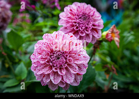 - Aus der Nähe schöne frische rosa Dahlie Blume auf einem Hintergrund von grünem Gras wächst in einem Heim Garten, Ansicht von oben. Blühende Garten Blumen Stockfoto