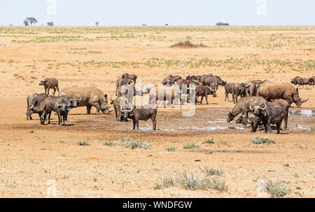 Weiße Nashörner und Büffel an einem Wasserloch in der südlichen afrikanischen Savanne Stockfoto