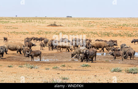 Weiße Nashörner und Büffel an einem Wasserloch in der südlichen afrikanischen Savanne Stockfoto