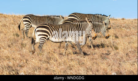 Cape Mountain Zebra im südlichen afrikanischen Savanne Stockfoto