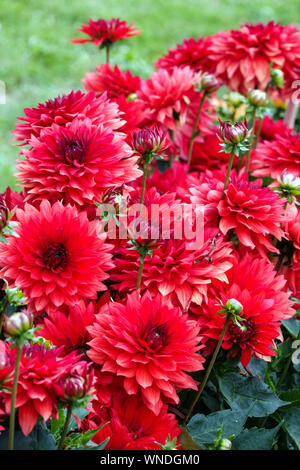 Wunderschöne Dahlia Blumen September Garten grenzt an Dahlias Dahlia 'Sirius' Bettwäsche Dahlien Stockfoto