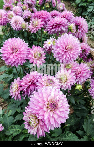Dahlia Blumen Garten Grenze, Dahlie 'Merope' Stockfoto