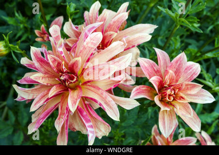 Dahlia 'Giraffe' Blume Orchidee Dahlia Septemberblüten Stockfoto