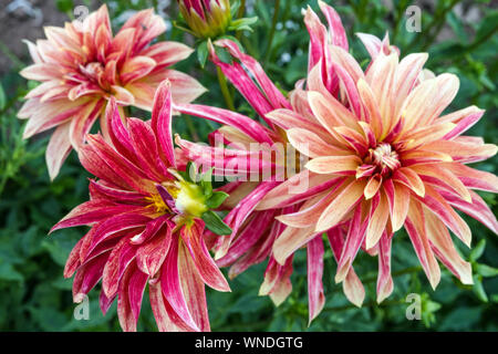 Dahlia Blumen Garten Grenze, Dahlie 'Giraffe' Stockfoto