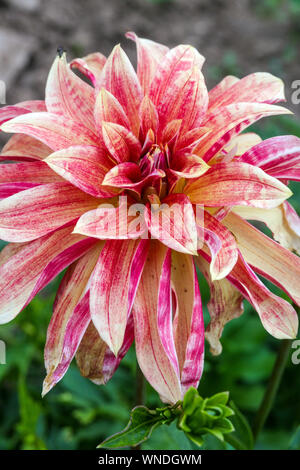 Dahlie Blume, Dahlien, Dahlia 'Giraffe' Stockfoto