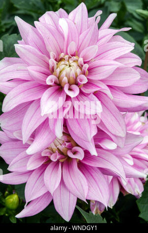 Dahlie Blume, Dahlien, dahlie "Razzle Dazzle" Stockfoto