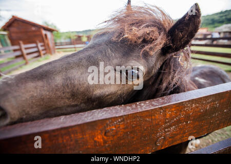 Portrait von adorable pony Farm, Fanny kleine Pferd. Stockfoto