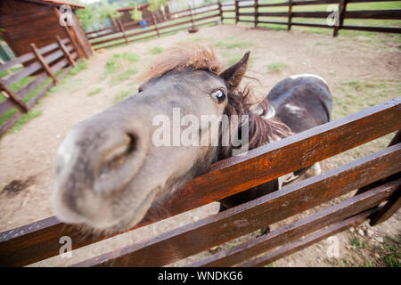 Portrait von adorable pony Farm, Fanny kleine Pferd. Stockfoto