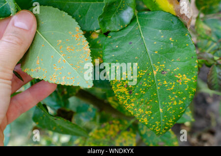 Rostpilz, verursacht durch Phragmidium Pilz affectes Rose verlässt. Close Up. Stockfoto