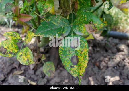 Rostpilz, verursacht durch Phragmidium Pilz affectes Rose verlässt. Close Up. Stockfoto