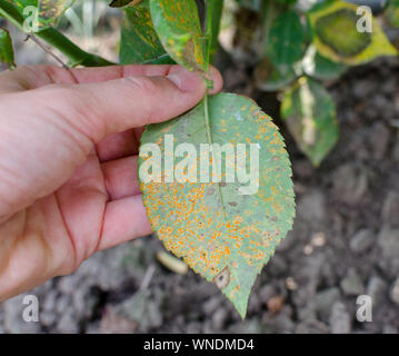 Rostpilz, verursacht durch Phragmidium Pilz affectes Rose verlässt. Close Up. Stockfoto