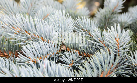 Blaue Branchen Fichte im Winter. Die Blue Spruce Tree (Picea pungens). Weihnachten und Neujahr Dekoration. Selektiver Fokus Stockfoto