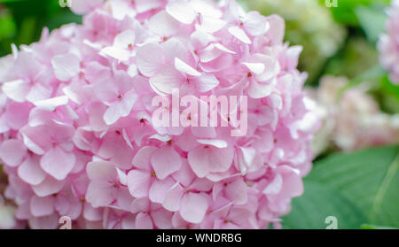 Pink Hydrangea gegen grüne Blätter im Garten. Makro. Floral background mit rosa Blüten. Close Up. Stockfoto