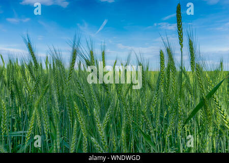 Reifung Ohren der goldene Weizen in einem Bauernhof Feld unter einem klaren sonnigen blauen Himmel im Sommer in der Nähe zu niedrigen Winkel anzeigen Stockfoto