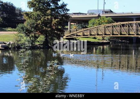 Drei Gänse schwimmen im Concho River in San Angelo, Texas, USA Stockfoto