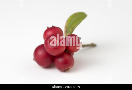 Rote reife Preiselbeeren mit Blättern auf Weiß. Nähe zu sehen. Stockfoto