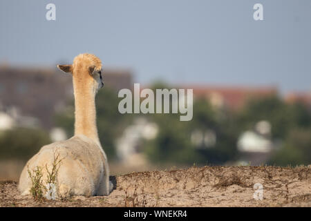 Weiße Alpaca auf dem Gras auf einem schönen hellen stehen Sonniger Tag Stockfoto