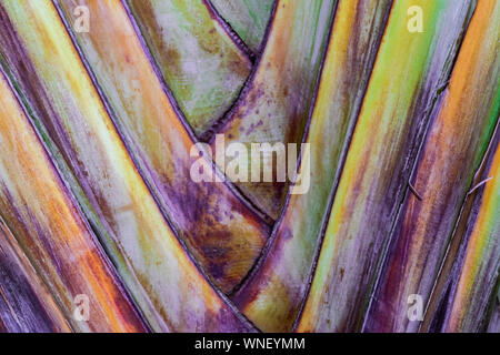 Baum des Reisenden (Ravenala madagascariensis) Textur, Ansicht schließen Stockfoto