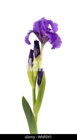 Blau Iris Blume, auf weißem Hintergrund. Makro Stockfoto