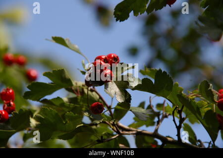 Hawthorne Beeren auf Zweig mit blauen Himmel im Hintergrund Sommer Tag Weißdorn beeren Zweig blauer Himmel Sommer Sommertag Stockfoto