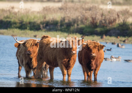 Herde von Oxen stehen im Wasser in der Natur park von Langeoog Insel in Norddeutschland auf einem schönen Heller sonniger Sommertag Stockfoto