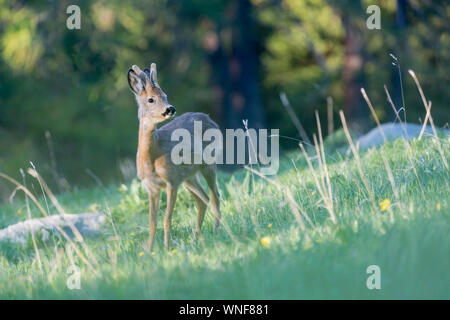 Das Europäische Reh (Capreolus Capreolus) Stockfoto