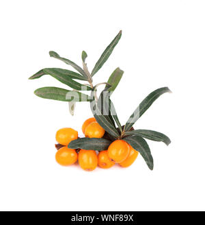 Sanddorn. Frische reife Beeren mit Blättern auf weißem Hintergrund. Stockfoto