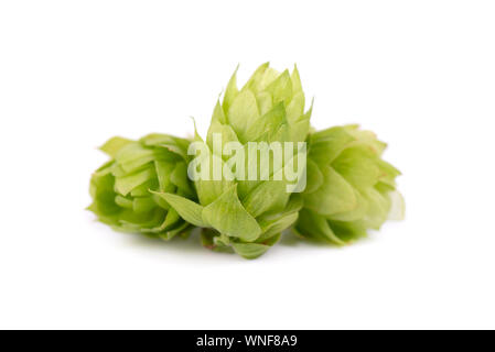 Frisches Grün hop Branch, auf weißem Hintergrund. Stockfoto