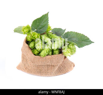 Frisches Grün für Hopfen in sackleinen Tasche mit Branch, auf weißem Hintergrund Stockfoto