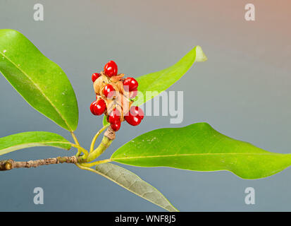 Seed pod von Süß-bay Magnolie (Magnolia virginiana), mit reifen Samen entstehen. Lieblingsessen von catbirds und andere Vögel. Stockfoto