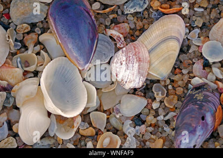 Austern, Muscheln und bunte Steine Strand sand Stockfoto